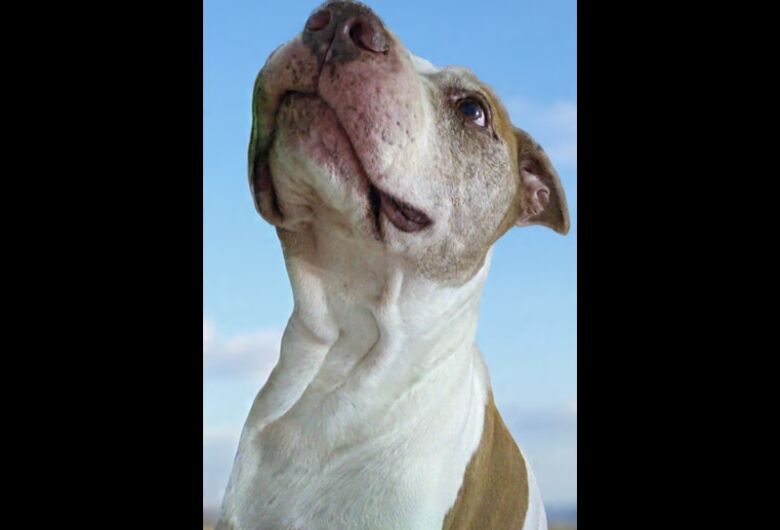 Funerais Pet informa o falecimento do cachorrinho Greg