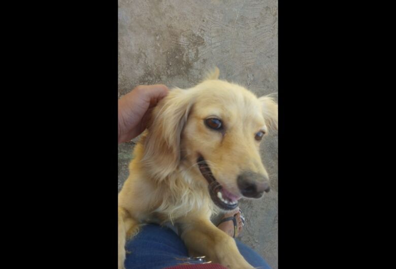 Homenagem da Funerais Pet aos pets Luck e Oliver