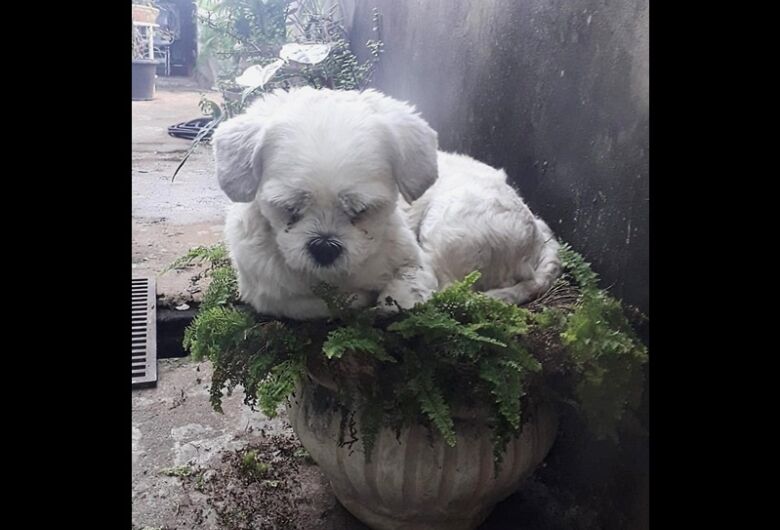 Homenagem da Funerais Pet aos pets  Astor Rabello e Tito