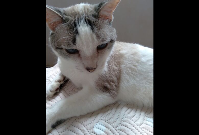 Homenagem da Funerais Pet ao gatinho Cris