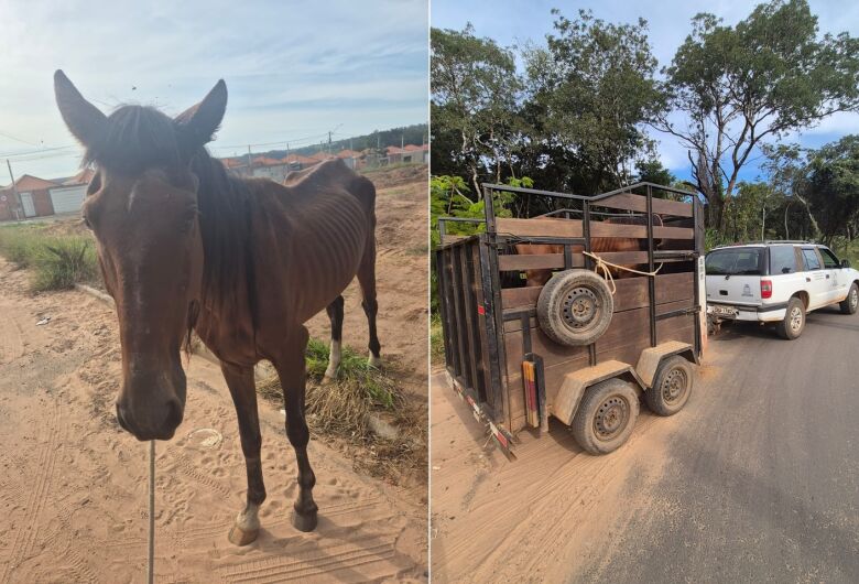 Defesa animal resgata equino em situação de maus-tratos