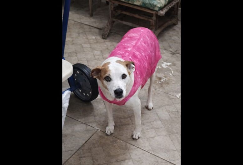 Homenagem da Funerais Pet a cachorrinha Lara