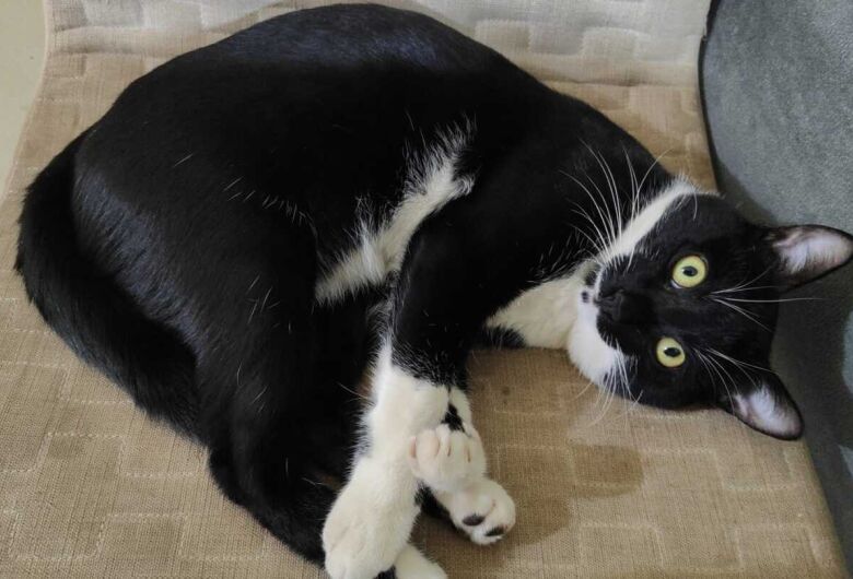 Homenagem da Funerais Pet ao gatinho Frajola