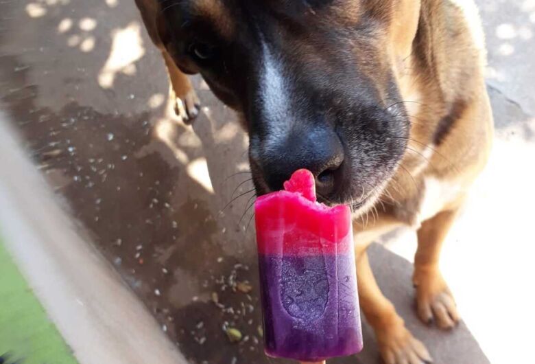 Homenagem da Funerais Pet ao cachorrinho Boby