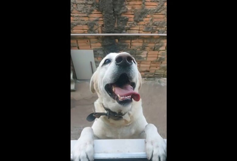 Homenagem da Funerais Pet ao cachorrinho Alvin