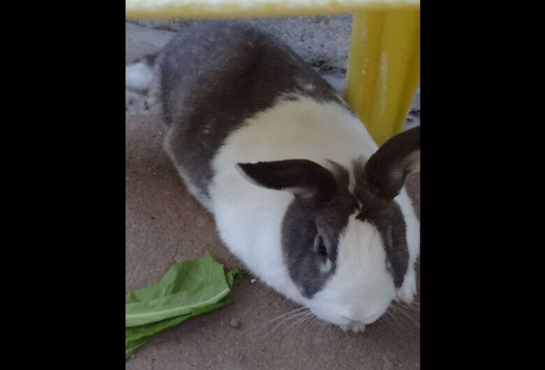 Homenagem da Funerais Pet ao coelho Senhor Coelho