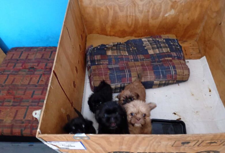 Fiscalização apreende 12 cães em criadouro clandestino e responsável é levada à delegacia