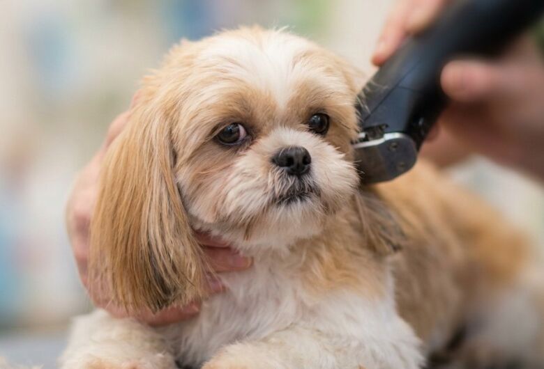 FESC abre inscrições para curso de Banho e Tosa