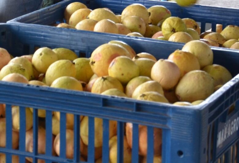 Mais de R$ 4 milhões são investidos na agricultura familiar para reforçar a merenda escolar