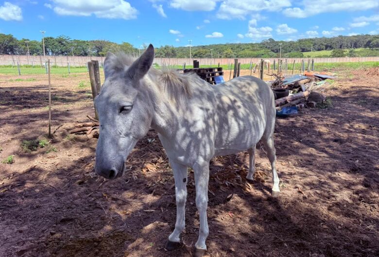 Prefeitura disponibiliza 33 equídeos para adoção responsável