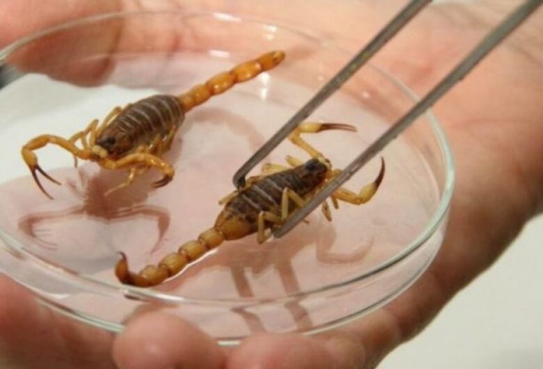 Picada de escorpião: vítimas devem ser levadas imediatamente à Santa Casa