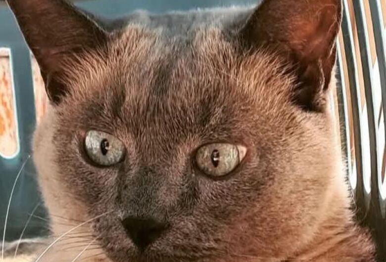 Homenagem da Funerais Pet ao gatinho Edward