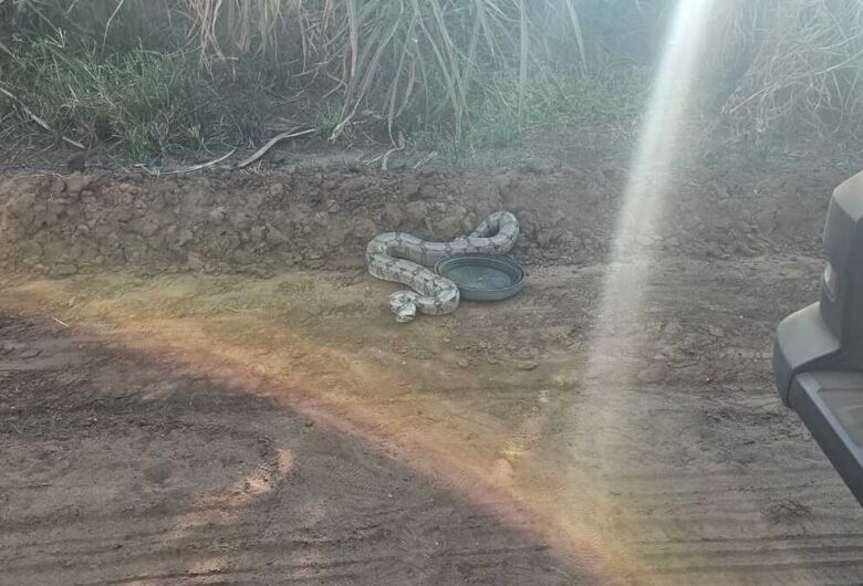 Animais silvestres são resgatados pela Defesa Civil em Ibaté