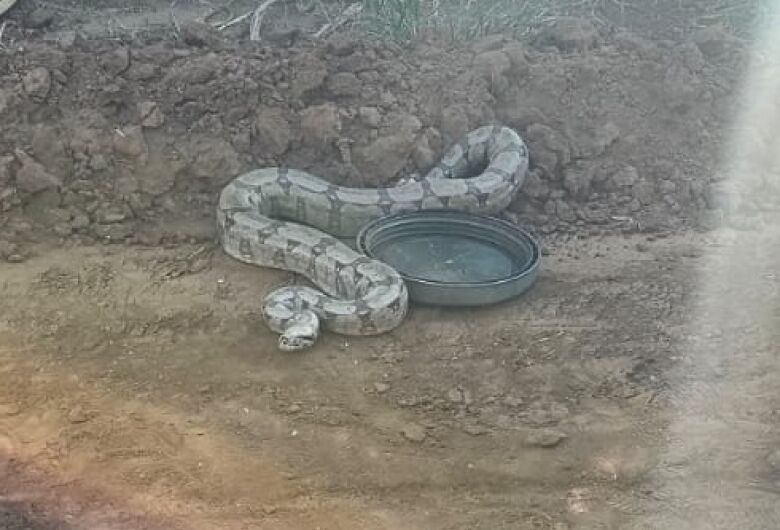 Animais silvestres são resgatados pela Defesa Civil em Ibaté