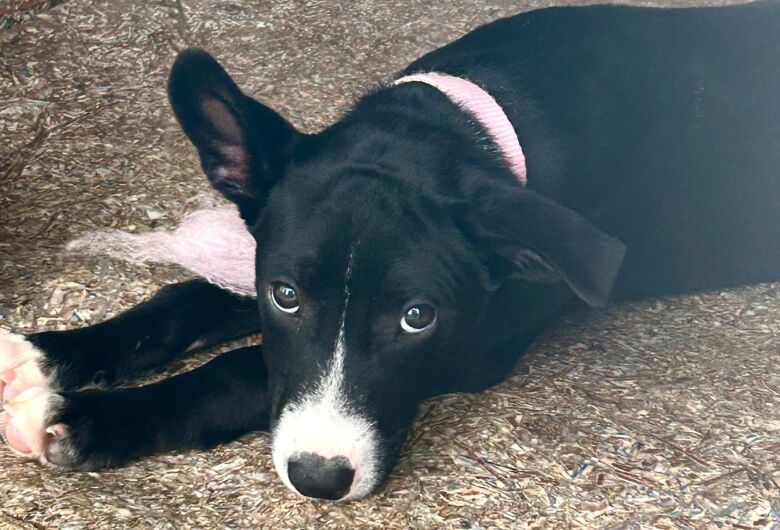 Centro de Controle de Zoonoses realiza feira de adoção animal 