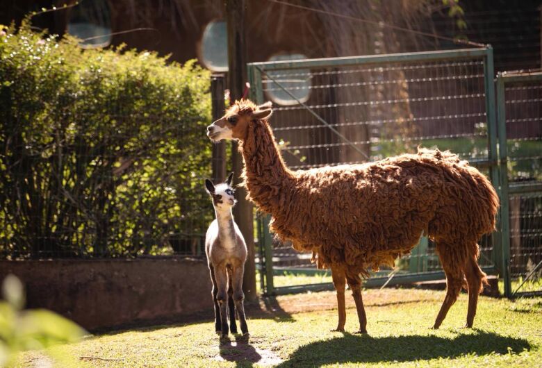 Parque Ecológico comemora nascimento de filhote de alpaca