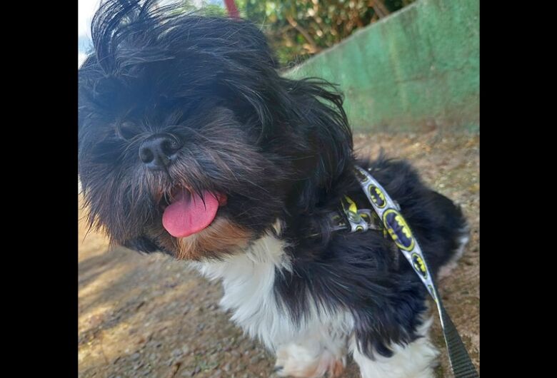 Homenagem da Funerais Pet a cachorrinha Florzinha