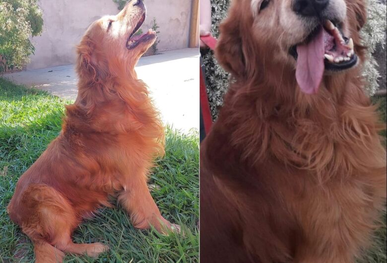 Homenagem da Funerais Pet ao cachorrinho Jhony e a pet Pan Baby