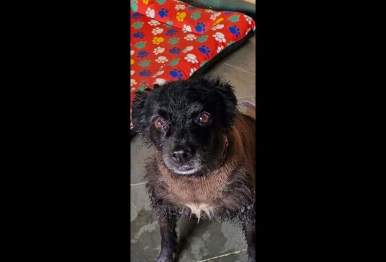 Homenagem da Funerais Pet a cachorrinha Negona