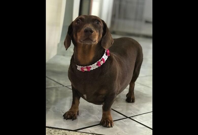Homenagem da Funerais Pet a cachorrinha Mayla