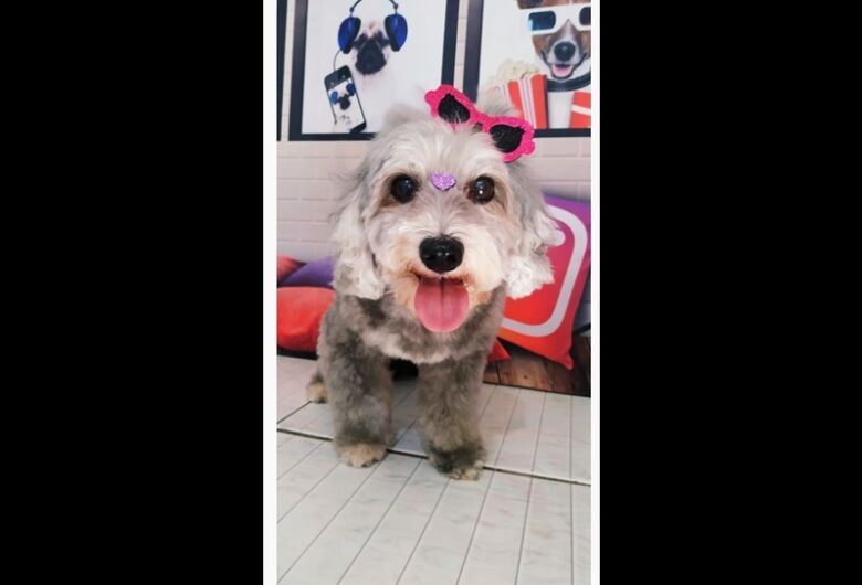 Homenagem da Funerais Pet a cachorrinha Laika Joaquina