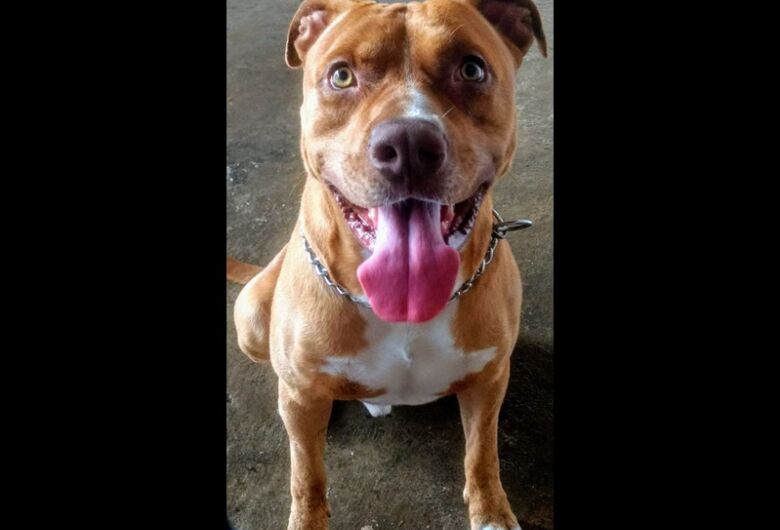 Homenagem da Funerais Pet ao cachorrinho Baruk