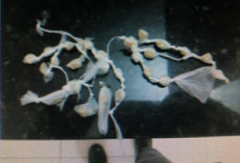 Casal é flagrado pela PM com entorpecentes em Ribeirão Bonito