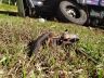 BMW ficou destruída após o forte impacto na SP-318