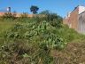 Mato alto em terreno municipal causa incômodo a moradores