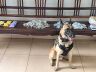 Cães do BAEP auxiliaram na localização das drogas
