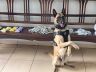 Cães do BAEP auxiliaram na localização das drogas