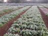 Plantão de hortaliças afetada pela geada