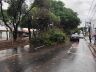 Árvore caiu na rua Nove de Julho