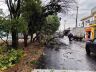 Árvore caiu na rua Nove de Julho