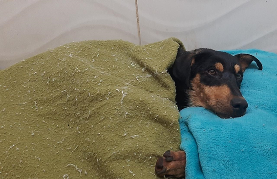 Batizada de “Esperança”, ela está em recuperação em ONG de causa animal - Crédito: divulgação