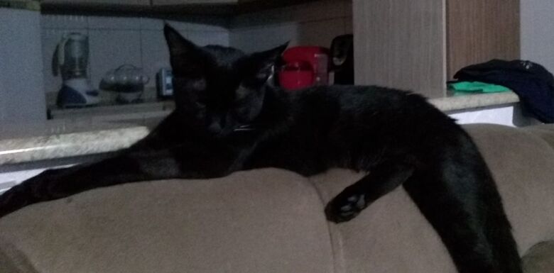 Homenagem da Funerais Pet a gatinha Rihanna -