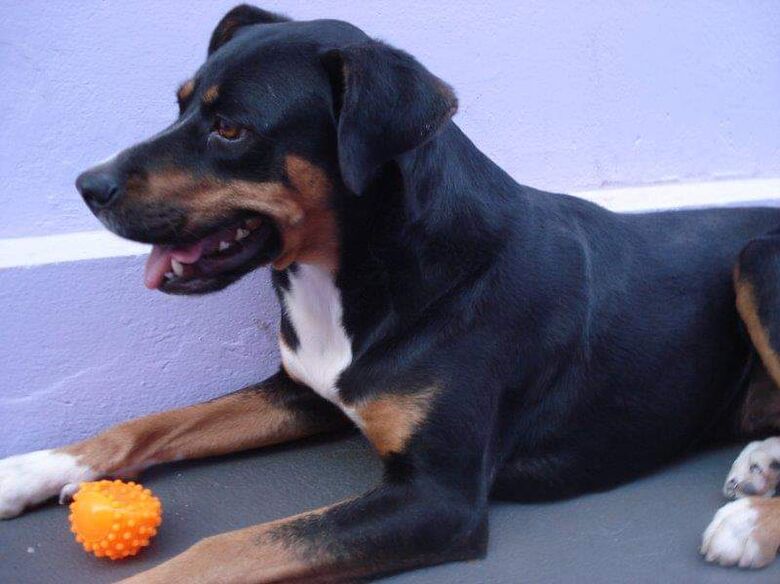 Homenagem da Funerais Pet a cadela Liliti Morgana Locatelli -