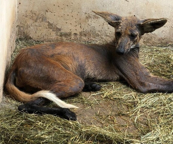 O animal passa por tratamento no parque Ecológico de São Carlos - Crédito: divulgação