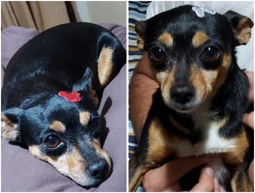 Cachorra Mel desaparece na Vila Prado -