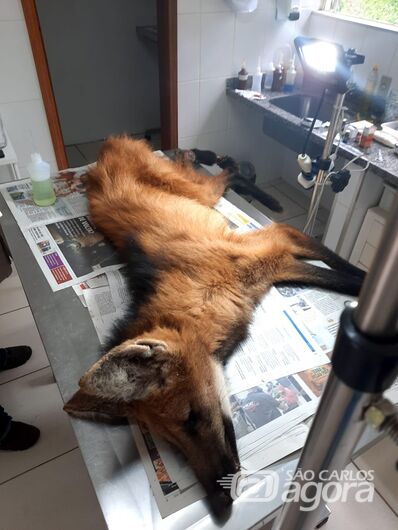 Parque Ecológico resgata fêmea de lobo-guará que não resiste aos ferimentos - Crédito: Divulgação