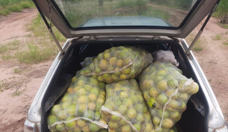 Laranja que foi furtada na área rural de Ribeirão Bonito - Crédito: colaborador