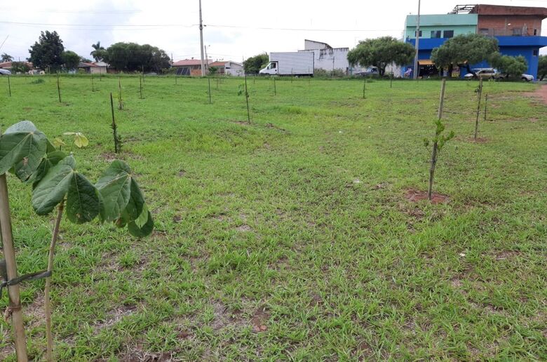 Quinto plantio, com mudas de espécies nativas e frutíferas - Crédito: Gustavo Galetti/UFSCar