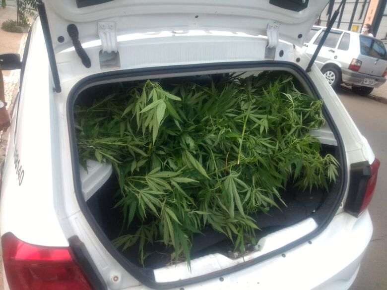 Pés de maconha foram apreendidos - Crédito: colaborador