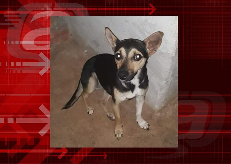 Cachorrinha Mel desaparece no Aracy 2. Ajude à encontrá-la -