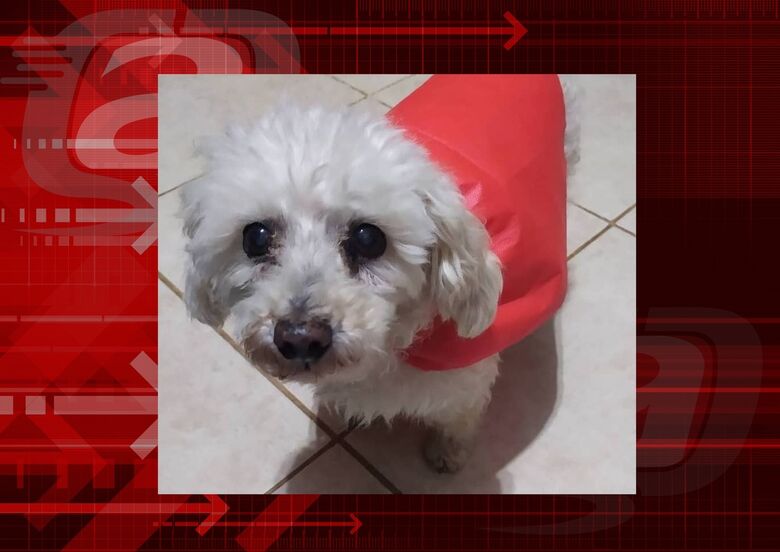 Homenagem da Funerais Pet ao cachorrinho Muphy -