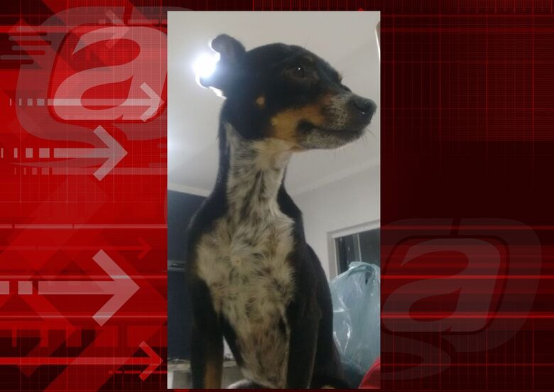 Cachorrinho Tchuco desaparece na região do Jardim das Torres -