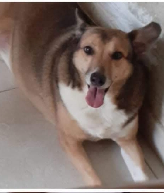 Homenagem da Funerais Pet a cachorra Bebê -