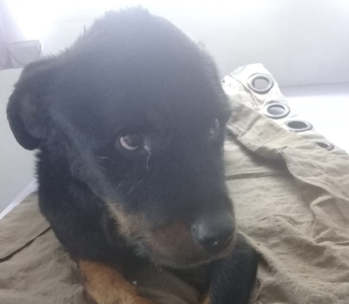 Homenagem da Funerais Pet ao cachorro Hércules -