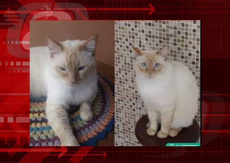 Gatinho Snow desaparece no Cruzeiro do Sul -