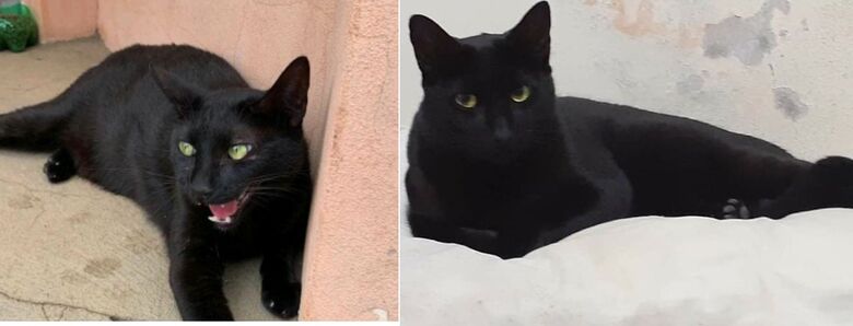 Gatinho Buffon desapareceu no bairro Cruzeiro do Sul. Ajude a encontrá-lo -